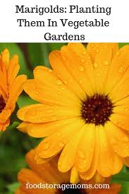 We did not find results for: Have You Thought About Planting Marigolds In Your Garden There Are So Many Benefits Of Planting Them In Your Vegetable Planting Marigolds Backyard Vegetable Gardens Vegetable Garden