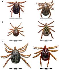 Tick Borne Zoonoses And Commonly Used Diagnostic Methods In Human And Veterinary Medicine Springerlink