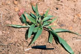 Image result for Digitaria diagonalis