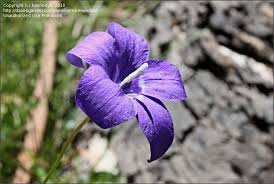 Image result for Wahlenbergia pulchella