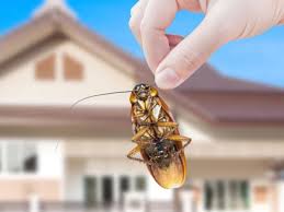 Pest wasp removal and wasp prevention experts with no call out charge and a fast response for if you find you have a wasp infestation, our phone service is available 24 hours a day, 7 days a week with an emergency response anywhere in the uk. The Pest Experts Ayrshire Pest Control Glasgow Ayr Kilmarnock Irvine East Kilbride Wasp Removal