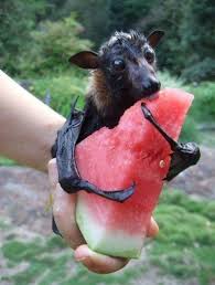 Dec 12, 2017 · while the massive state may have garnered a reputation for doing things their own way and for having a large population of ranchers, larger exotic pets such as big cats and bears are not legal for the general public without a permit. Pet Bat Pet S Gallery