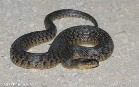 Maybe you would like to learn more about one of these? Florida Green Watersnake Florida Backyard Snakes