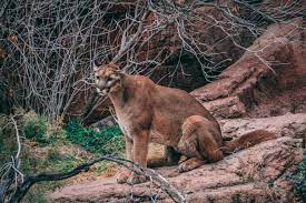 Is A Puma A Panther Animals Mountain Lion Habitat Of Lion