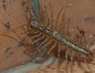 Bug Buddies: Household Bugs