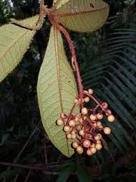 Image result for Ardisia staudtii