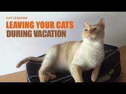 What To Do For Your Cat Before Going On Vacation Http Ibeebz Com Cat Care Cats Cat Vacation