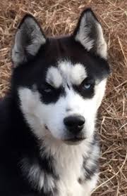 Siberian husky breeders in virginia google map you can also harness the power of google maps to find nearby siberian husky breeders. Siberian Husky For Sale In Virginia Gretna 33678 Petzdaddy