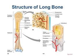 One is the ulna, and the other. Skeletal System Overview Ppt Video Online Download