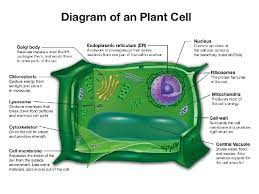 We did not find results for: 5 2 Cells A Look Inside Why Is