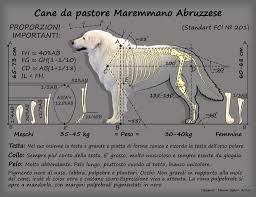 A breeder's society for the pastore abruzzese was formed in 1950, and one for the maremmano in 1953. Lo Standard Cpma
