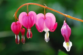 10 Most Beautiful But Strange Flowers World S Weirdest Flowers