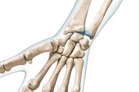 Image result for Pisiform Bone