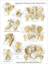 Its primary role is to support the weight of the upper body when sitting and to transfer this weight to the lower limbs when standing. Pelvis And Hip Anatomy Poster