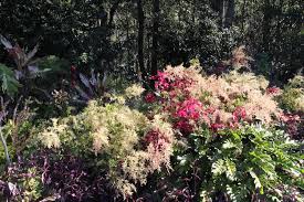 Image result for Iresine