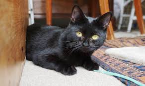 2 days ago · international cat day takes place on august 8 of every year. International Cat Day Britain S Weepiest Cat Left On The Streets Nature News Express Co Uk