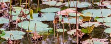 In warmer areas like united states department of agriculture plant hardiness zones 10 and 11, where frost falls late in the year, force the lilies into. Pruning Pond Plants Bakker Com