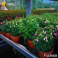 producteurs a voglans depuis 1962 au jardin des plantes facebook