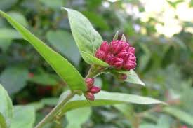 Image result for Cestrum elegans