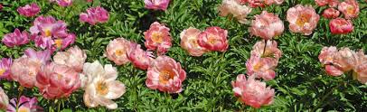 Learn how to transplant peonies. When And How To Transplant Peonies Melinda Myers
