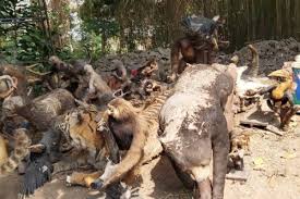 Selain fasilitas umum seperti mushola, kamar mandi setelah dibuat lelah berkeliling area kebun binatang, silahkan rehat sejenak menuju ke area terapi ikan. Tidak Ada Pengunjung Macan Tutul Kebun Binatang Kesulitan Pakan Idn Times Jabar