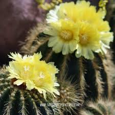 Balloon cactus has shiny yellow flowers that are about 2.2 inches long that appear during the summer. Notocactus Magnificus Parodia Manifica Balloon Cactus Care Succulent Plant Care