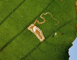 Image result for Stigmella alnetella
