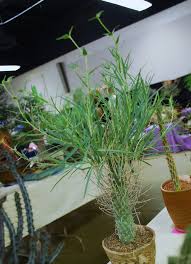 Image result for Euphorbia monteiroi