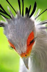 Eyelash Envy Secretary Bird Sagittarius Serpentarius Photo Rudi Luyten On 500px Beautiful Birds Animals Nature Animals