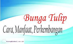 Bagaimanakah cara menanam bunga tulip dengan mudah. Bunga Tulip Cara Manfaat Perkembangannya Ruangbimbel Co Id