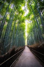 Beautiful Landscape Bamboo Grove Forest Arashiyama Kyoto Japan Stock Ph Sponsored Grove Forest Bamboo Beautiful Ad Di 2020