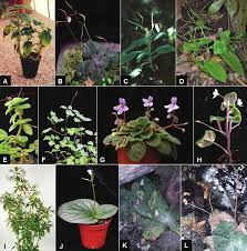 Image result for Streptocarpus hirticapsa