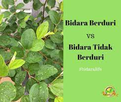 Pohon bidara yang masih muda diikatkan ke tonggak, lalu lakukan pemangkasan demikianlah tadi informasi tentang cara menanam pohon bidara yang bisa kami berikan. Pokok Bidara Berduri Vs Pokok Bidara Tidak Berduri Perawatan Bidara Penawar Sunnah