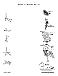 Pictures Of Birds With Their Nests And Names Match The Bird To Its Feet Bird Unit Study Nature Kids Birds For Kids