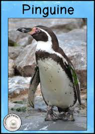 Pinguine Pinguine Tiere Grundschule