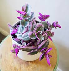 Check spelling or type a new query. 1 Pink Tradescantia Houseplants Live Plant In Pot Indoor Small Etsy
