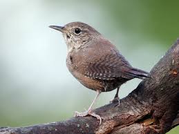 photos and videos for house wren all about birds cornell lab of ornithology midwest birds wren ornithology