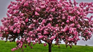 Maybe you would like to learn more about one of these? Crab Apple Trees Bust Or Boon