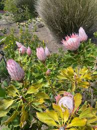 Image result for Protea cynaroides