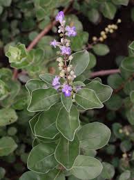 Image result for Vitex obovata