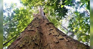 In wapisiana it is called parakwa. El Arbol Mas Grande Del Amazonas Se Salva De Los Incendios Angulo 7