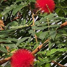 Image result for Calliandra haematocephala