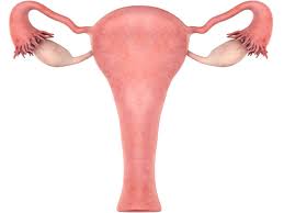 Endometrial Thickness What Is Normal And How To Measure