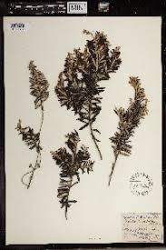 Image result for Phylica emirnensis