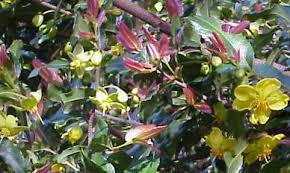 Image result for Ochna