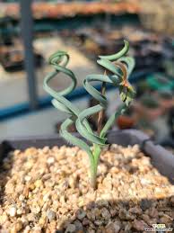 Image result for Dipcadi rigidifolium