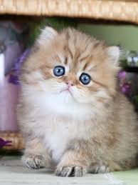 Everything i know i learned from my. Golden Persian Kittens Persian Kittens For Sale Teacup Cats Teacup Persian Kittens Teacup Kitten