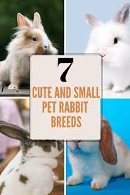 There are currently no pet stores in caldwell. 7 Pet Rabbit Breeds That Stay Small Cute And Small Rabbit Breeds