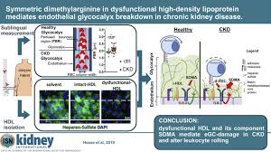 Diagram and describe the animal cell glycocalyx and ecm interaction (include collagen, fibronectin, and integrin). Symmetric Dimethylarginine In Dysfunctional High Density Lipoprotein Mediates Endothelial Glycocalyx Breakdown In Chronic Kidney Disease Kidney International