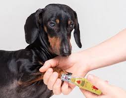 For most puppies, human nail clippers followed by nail scissors is a great choice. Trim Your Dog S Nails Safely Tips Tricks And Grooming Techniques